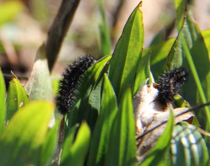 Taylor's checkerspot larvae cling the leaves of their host plant