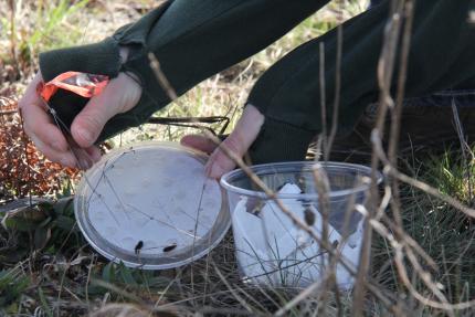 Close up of the hands of a person with tweezers to place Taylor's checkerspot larvae in butterfly habitat