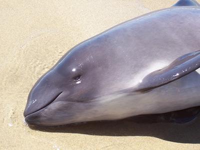 Closeup of a Pacific harbor porpoise stranded on a sandy shore