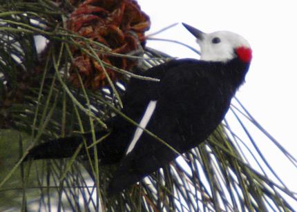 A male white-headed woodpecker on a pine tree with pine cones