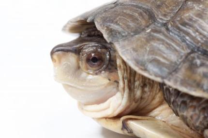 Close up of the profile of a western pond turtle juvenile