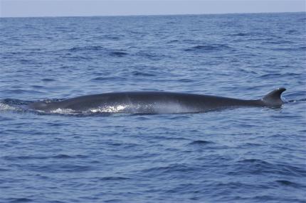 Profile of a minke whale's back and fin showing just above the surface of the ocean as the animal swims through the water