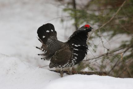 A male spruce grouse displaying in early spring.