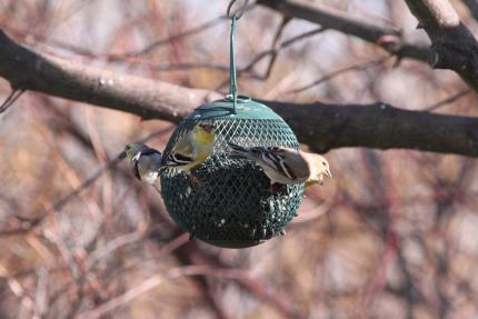 Goldfinches gathered at bird feeder