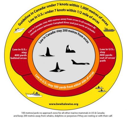 Graphic of Be Whale Wise guidelines 