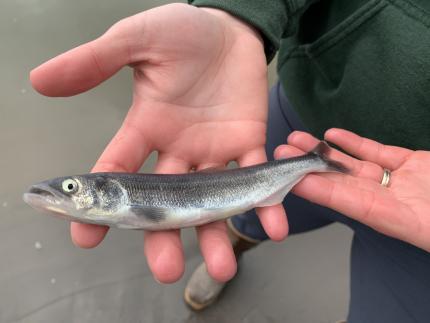 Columbia River smelt caught in the Cowlitz River