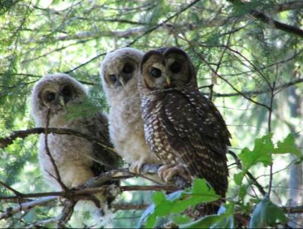 Closeup of a northern spotted owl adult and its two downy-feathered young perched together on a branch and facing the camera