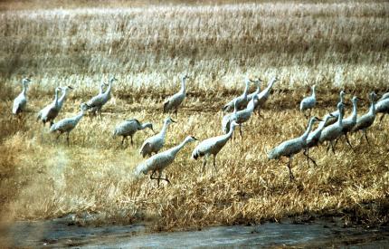 A migratory flock of about 2 dozen sandhill cranes foraging in a farm field in Washington.