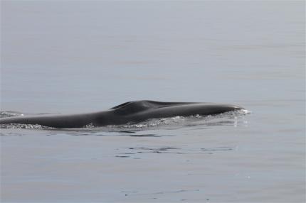 A sei whale's blowhole breaking the surface of the water.