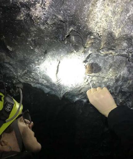 By the light of her headlamp, a WDFW researcher swabs a Townsend's big-eared bat in a cave to sample for white-nosed syndrome 