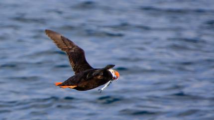 Close up of a tufted puffin in flight over a sea, carrying fish in its beak