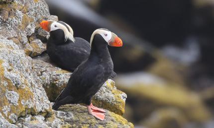 Two tufted puffins perching on a rocky cliff