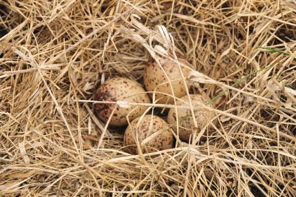 Upland sandpiper grassy nest with four speckled tan eggs.