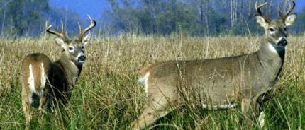 Columbian White-tailed Deer | Washington Department Of Fish & Wildlife