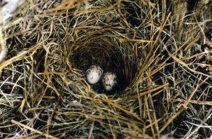 Two vesper sparrow eggs (white with brown speckling) in a grass cup nest 