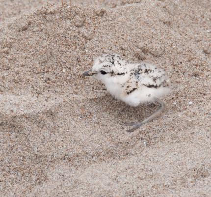 A snowy plover chick standing on a sandy beach