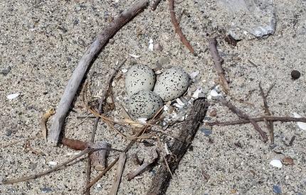 A western snowy plover nest with three speckled eggs on a sandy beach
