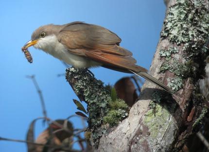 A yellow-billed cuckoo is perched in a tree and has a caterpillar in its beak.
