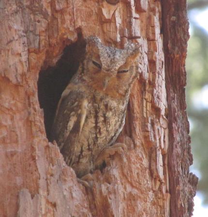 An adult flammulated owl, in a tree cavity, is looking out with its eyelids partly closed.
