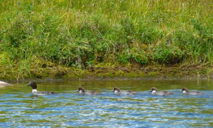 Barrow's goldeneye hen swimming in water with her brood of 4 young in tow