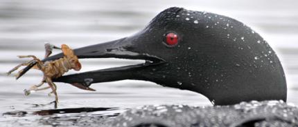 Close up of head of a Common loon in breeding plumage, holding a crayfish in its beak while on the water