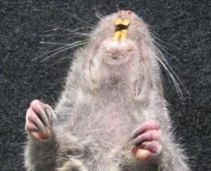 Close up of the upper underside of a specimen of a deceased Mazama pocket gopher, showing prominent orange incisors, check pockets, and claws on forelimbs
