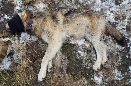 Immobilized Naneum wolf captured and released. 