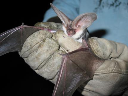 Close up of a spotted bat in a researcher's gloved hands