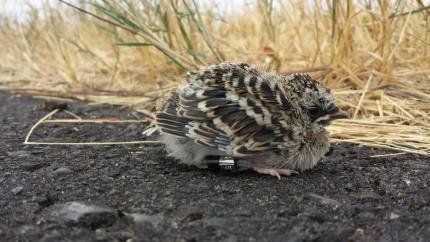 Close up of a streaked horned lark fledgling marked with leg bands and sitting on the ground with grasses in the background.