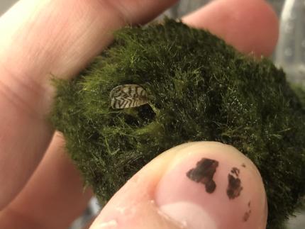 A mussel is shown inside a ball of moss