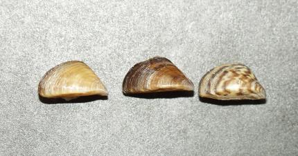 Three zebra mussels