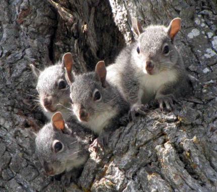 Close up of four western gray squirrels grouped together, looking out from a tree cavity.