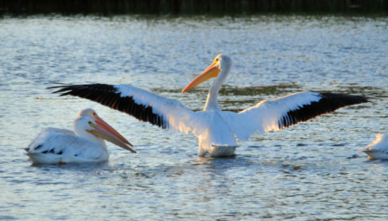 Two white pelicans on the water, one with out-stretched wings.