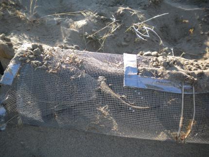 A wire-mesh funnel trap with a tiger salamander inside.