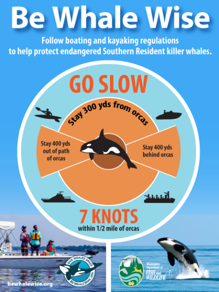 Killer whale (orca) conservation and management | Washington Department