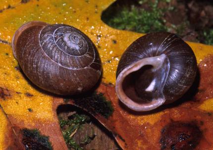 Close up of two Puget Oregonian snails on a yellow leaf.