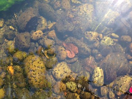 Dozens of tiny, dark Juga species snails underwater clinging onto rocks in a stream.
