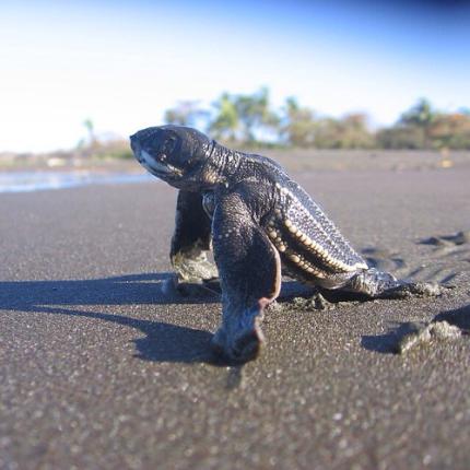 Close up of a leatherback sea turtle hatchling on a beach in Costa Rica.