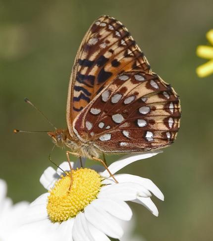 Close up of an adult Oregon silverspot butterfly on a daisy.