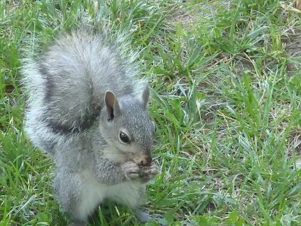 Close up of a western gray squirrel eating while sitting on grassy ground.