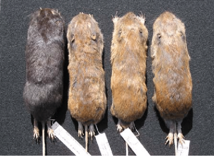 Line up of Mazama pocket gopher museum specimen (left to right) Cathlamet, Olympic, Shelton, and Yelm subspecies.