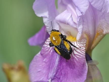 Close up of a Morrison's bumble bee exploring a purple iris