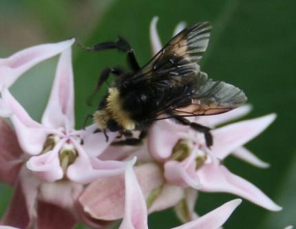 Close up of a western bumble bee on light pink milkweed flowers.