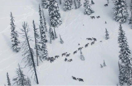 Aerial view of South Selkirk woodland caribou herd members during 2012 winter census