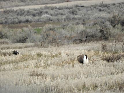 view of two male greater sage-grouse displaying with fanned tails on a lek in sagebrush 