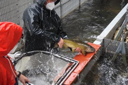Hatchery employee holding Chinook salmon