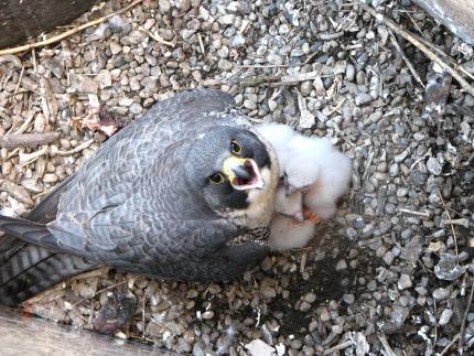 Overhead closeup of a peregrine falcon with nestlings on gravelly substrate on human-built structure.