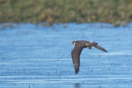 An adult peregrine falcon flying low over the water at Samish Flats, Skagit Wildlife Area