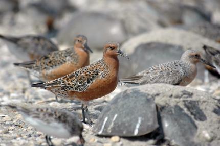 Close up of 3 Red Knots standing together among beach rocks