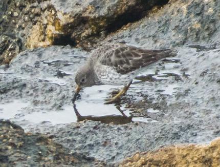 Closeup of a Rock Sandpiper in winter plumage standing on a beach